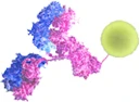 Biotinylated Proteins